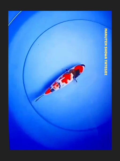 MARUTEN SHOWA TATEGOI ORIGINAL 19cm