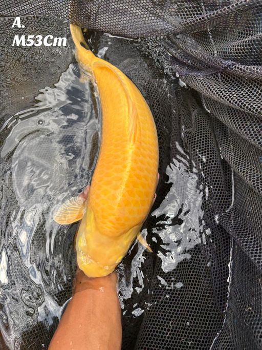KARASI LEMON SUPER BABYFACE PUNUK TINGGI TULANGAN GEDE IKAN SULTAN PANGKAL EKOR LEBAR MALE 53cm