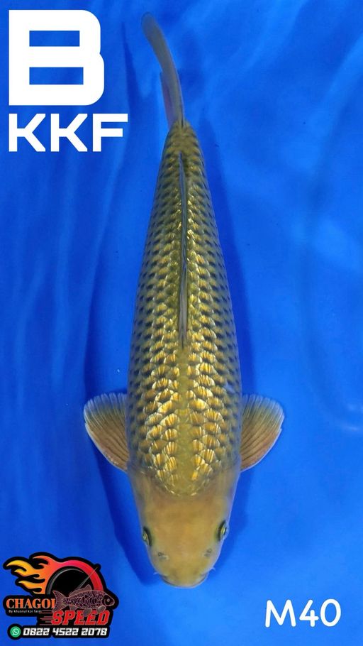 MIDORI GINRIN KKF JANTAN 40cm