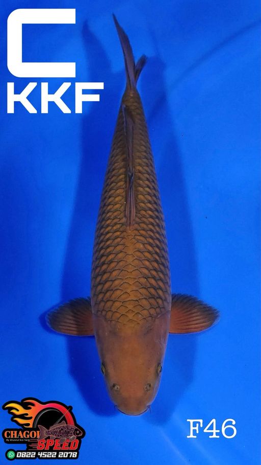 CHAGOI TEMBAGA KKF RIBG TAJAM 46cm