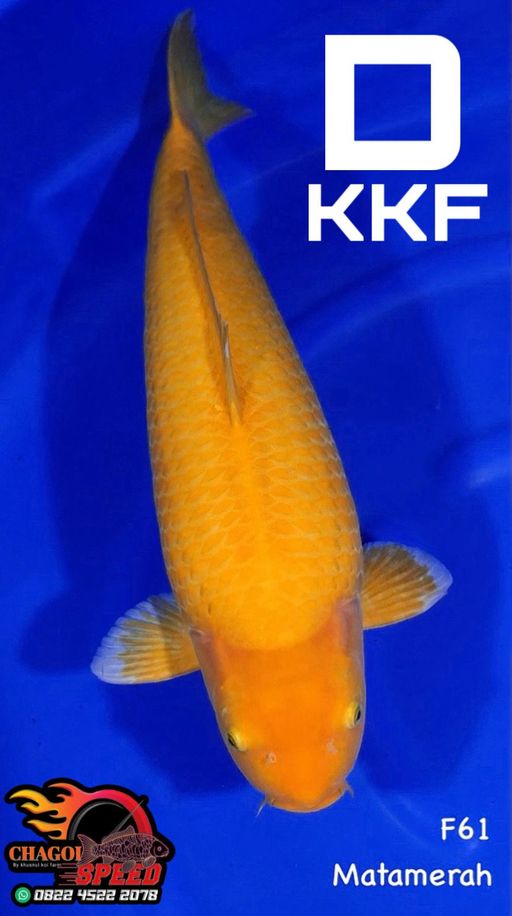 KARASI MANGO KKFBULKY MATAMERAH 61cm