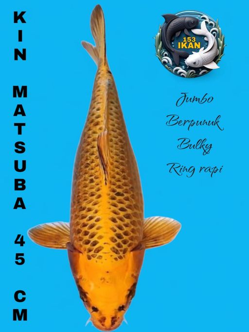 KIN MATSUBA JUMBO 45cm