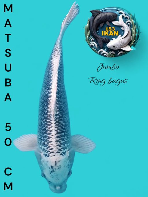 MATSUBA JUMBO 50cm