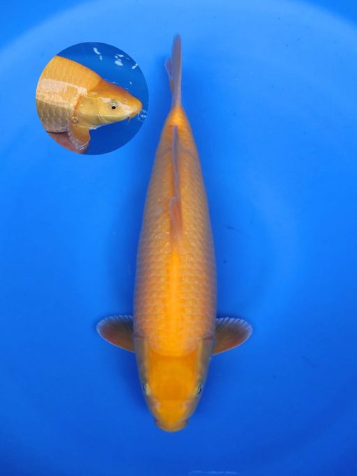 KARASI BERPUNUK 38cm