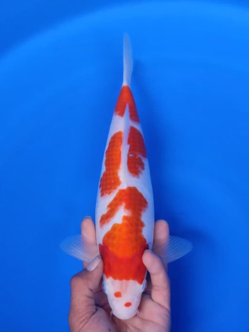 KOHAKU 30cm