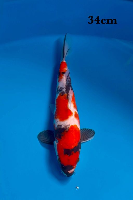 SHOWA SANSHOKU MASIH TATEGOI 34cm