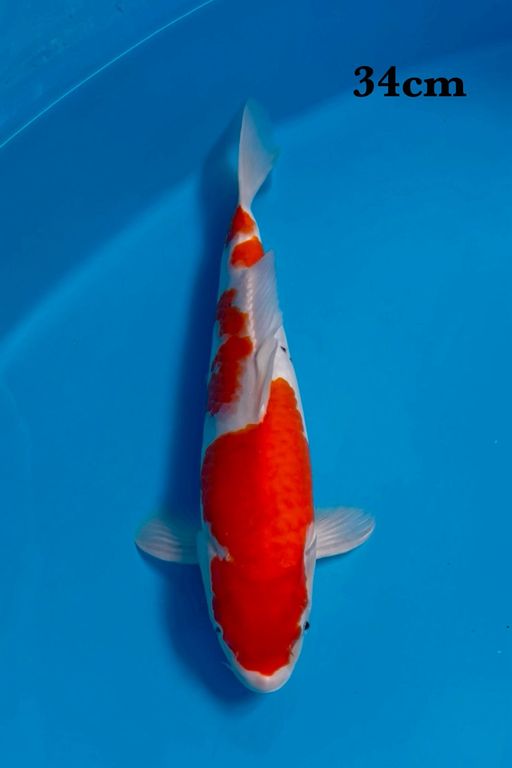 GOSANKE BAHAN KEEP 34cm