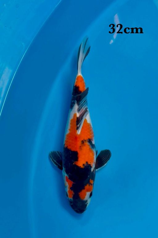 SHOWA SANSHOKU 32cm