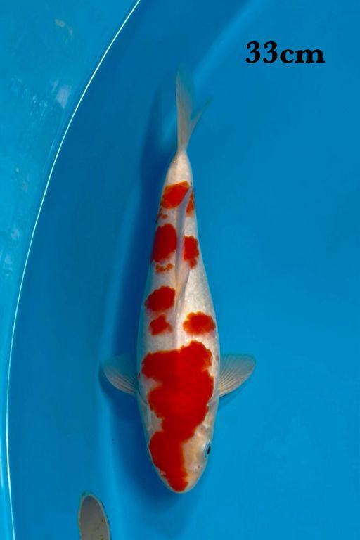 KOHAKU SAKURA 33cm