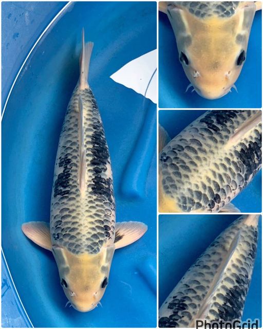 JUMBO KOLEKSI MATSUKAWABE F1 MALE 54cm