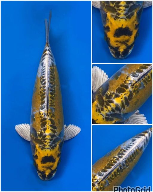 GOLD KINKIKOKRYU F1 MALE 27cm