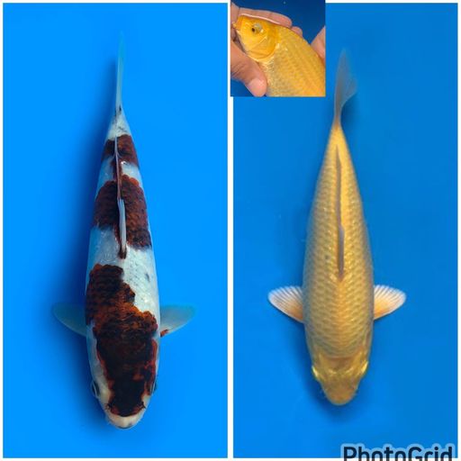 SUMI KOROMO AND KARASHI PUNUK MALE 22cm 19cm