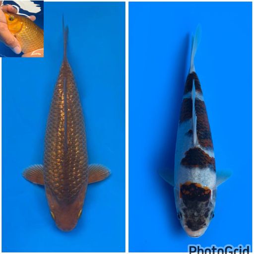 BERSIH CARAMEL PUNUK ANDBUDO KOROMO MALE 20cm 18cm