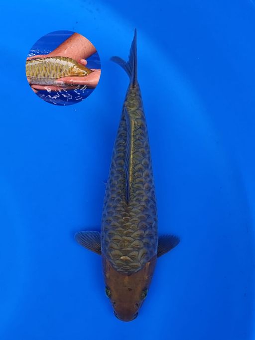 ARAGOKE CHAGOI MUNUK 24cm