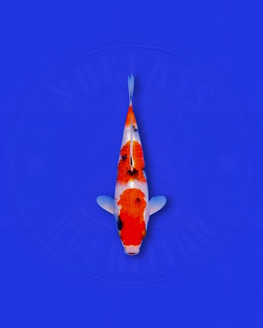 SANKE BAHAN KEEP BAGUS 15cm