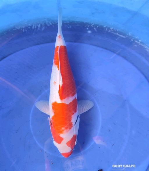 KOHAKU 35cm