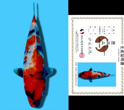 SHOWA ISA KOI FARM 24cm