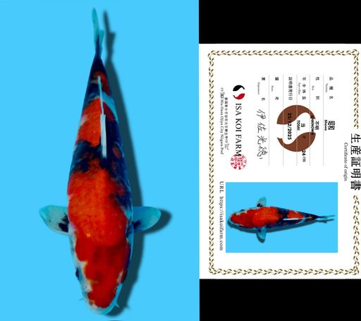 SHOWA ISA KOI FARM 25cm