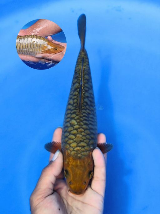 ARAGOKE CHAGOI MUNUK 24cm