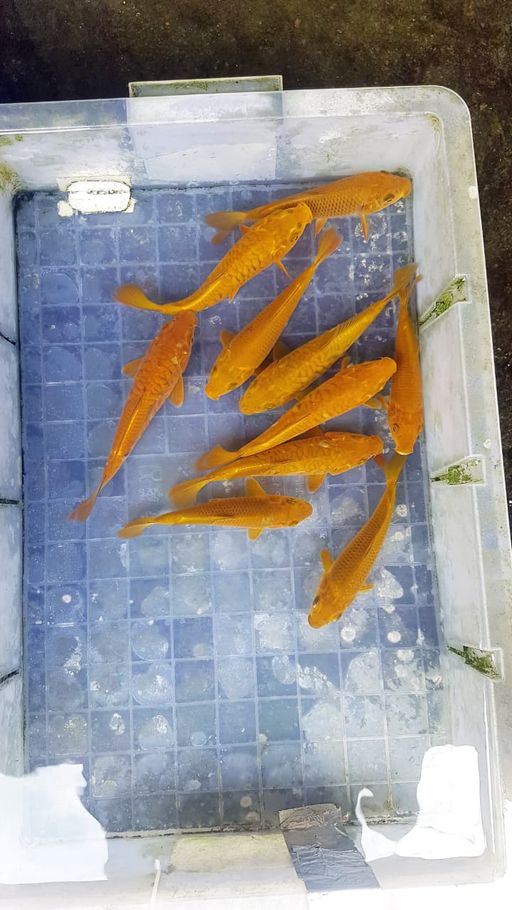 PAKET CHAGOI ARAGOKE VS SISIK BIASA 10EKOR GRAD A 1518cm