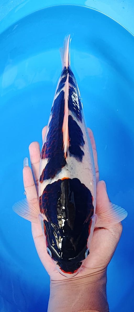 BUDHO GOROMO GOOD PATERN SHOW QUALITY 34cm