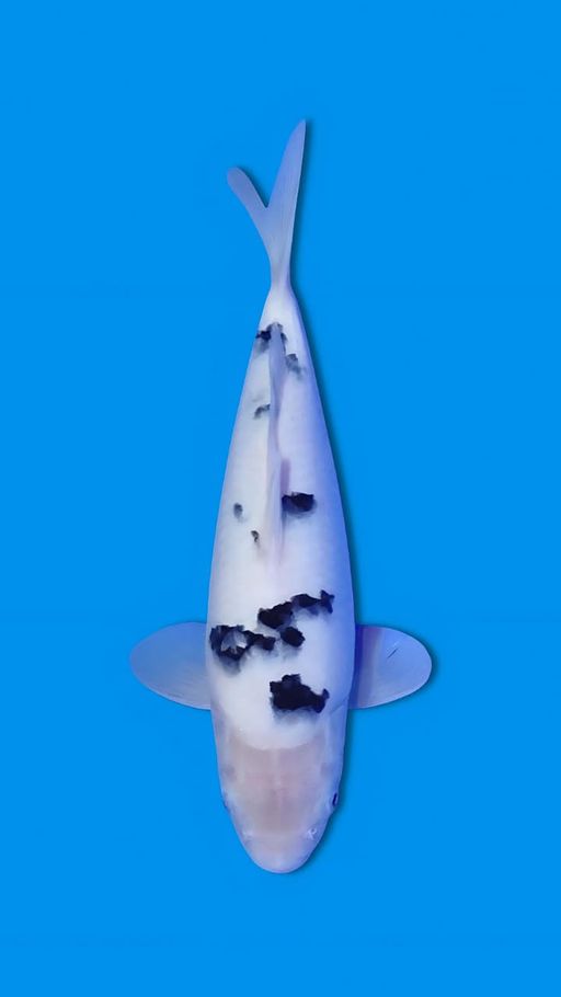 BEKKO SUPER SKIN 32cm