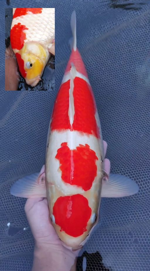 MARUTEN KOHAKU F1BULLKY BERPUNUK 40cm