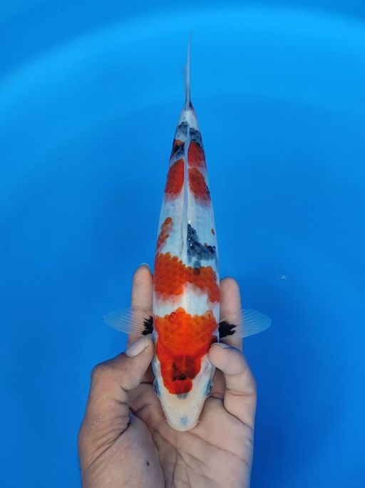 SHOWA 23cm