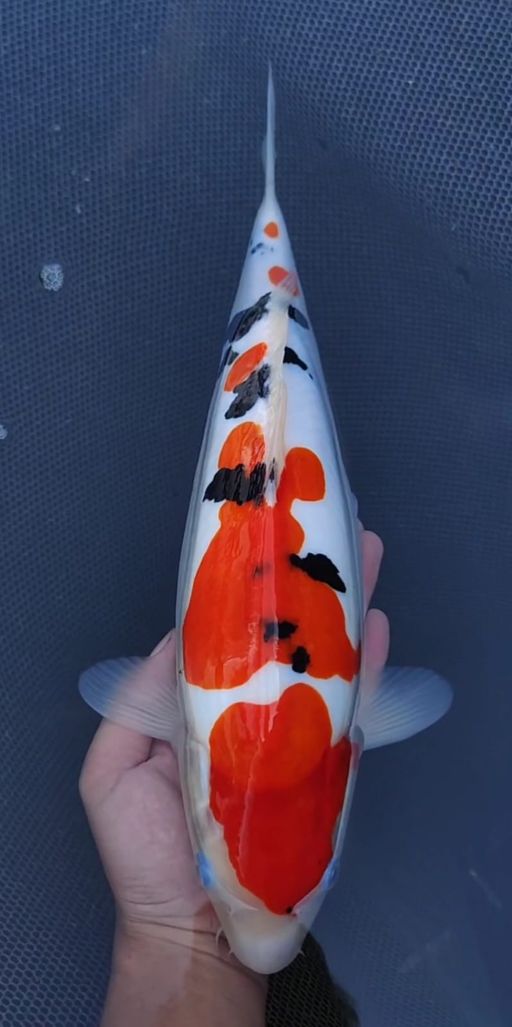 DOITSU SANKE GOOD SKIN 37cm