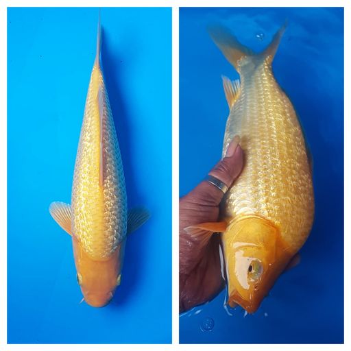 KARASI FUULL GINRIN BABY FACE MUNUK 29cm