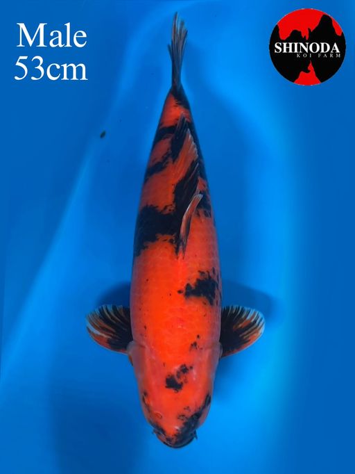 HIUTSURI SHINODA 53cm