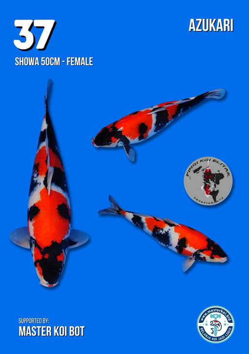 SHOWA 50cm