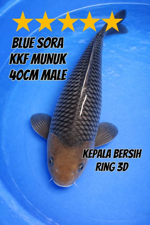 BLUESORA KKF MALE SORAGOI MUNUK 40cm