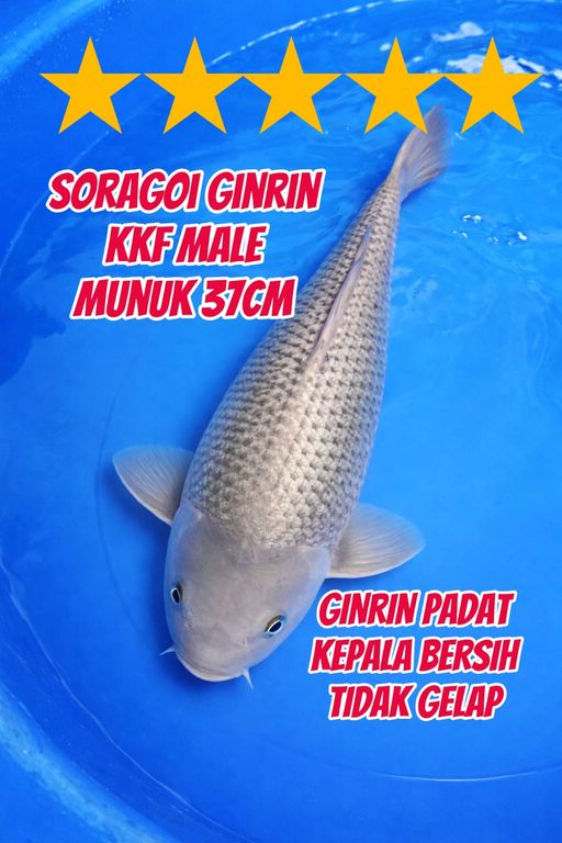 SORAGOI GINRIN KKF MALE 37cm