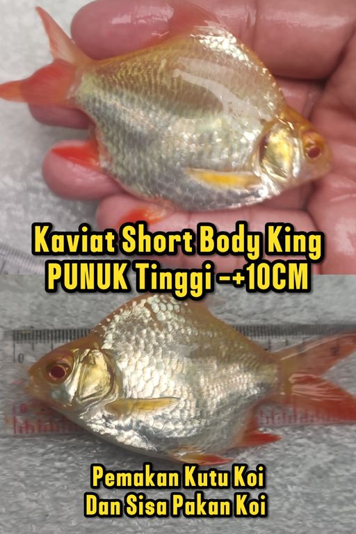 KAVIAT SB KING ALBINO PEMAKAN KUTU KOI KOHAKU SHOWA SANKE SHIRO UTSURI SORAGOI CHAGOI KARASI 10cm