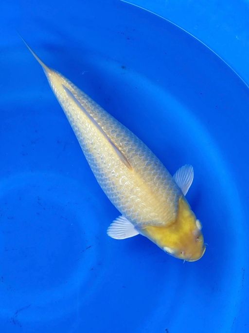 KARASI PUNUK GINRIN 38cm