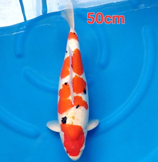 SANKE 50cm