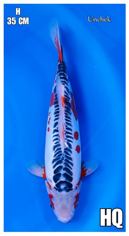 HANA SHUSUI HQ 35cm