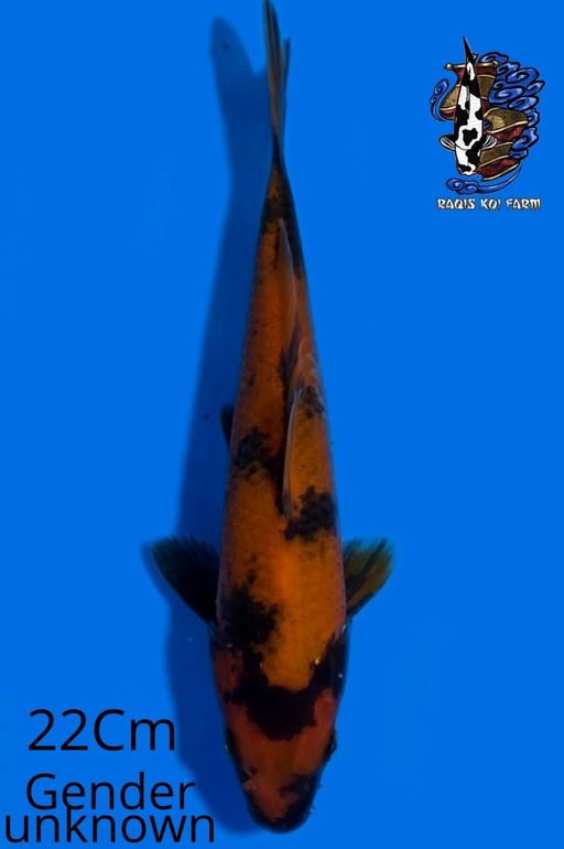 HI UTSURI 22cm
