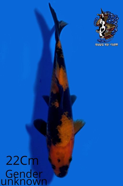 HI UTSURI 22cm