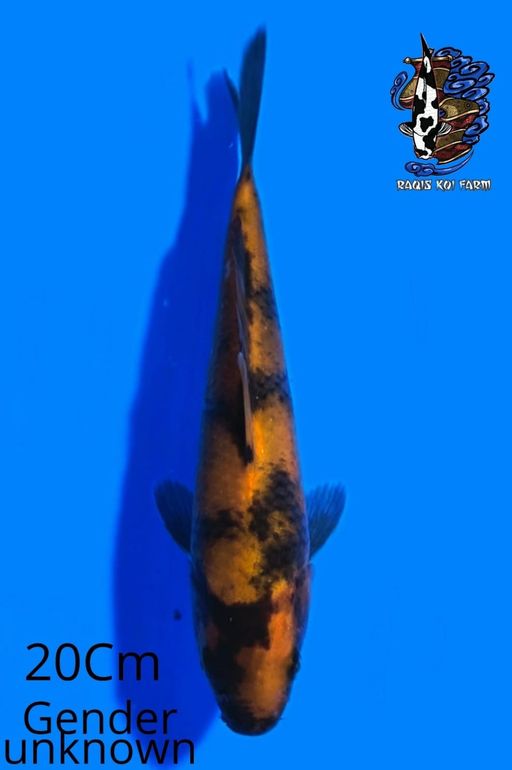 HI UTSURI 20cm