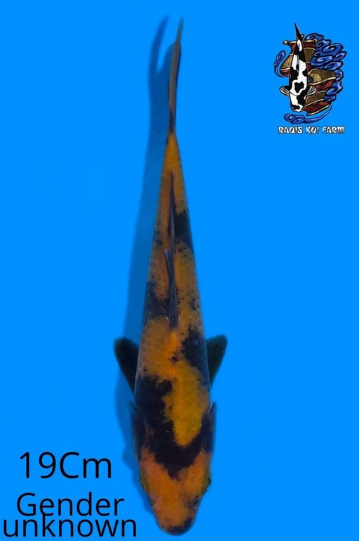 HI UTSURI 19cm