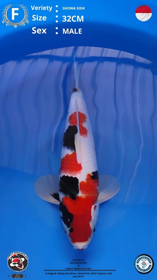 SHOWA SISIK 32cm