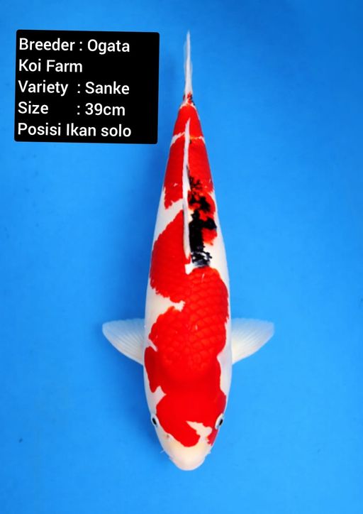 HQ SANKE IMPORT BERSERTIFIKAT 39cm