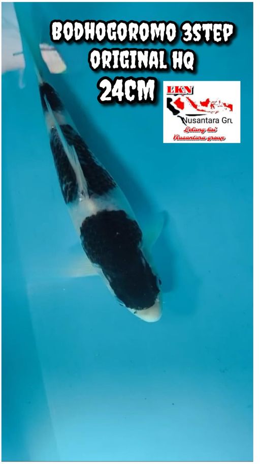 BODHOGOROMO HIGH QUALITY IKAN IDAMAN PARA SULTAN LOKASI BREBES 24cm