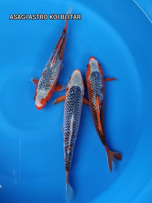 PAKET 3 EKOR ASAGI ASTRO BLITAR KOI 28 33cm