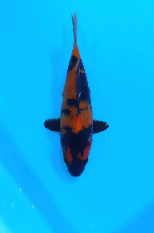 HI UTSURI BAHAN KEEP FREE KIPING 2BULAN MALE 13cm