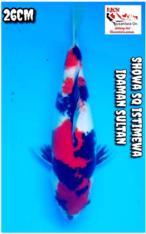 SHOWA SQ SHOW QUALITY ORIGINAL ISTIMEWA IDAMAN PARA SULTAN LOKASI BOJONEGORO 26cm