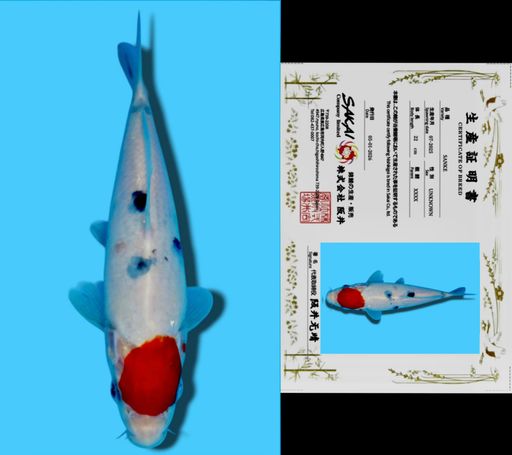 TANCHO SANKE SAKAI CO LTD KOI FARM 19cm