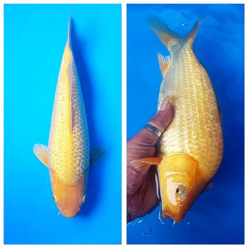 KARASI FUULL GINRIN BABY FACE MATA MERAH MUNUK JOOSS 30cm